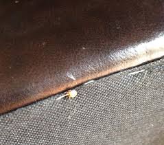 Bed bugs can colonize any environment provided the conditions are favorable. Pests We Treat Bed Bugs In Monmouth Beach Nj
