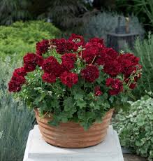 Image result for foto muškáty