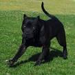 PuppyFind | American Bandogge Mastiff Puppies for Sale