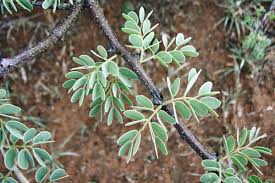 Image result for Acacia mellifera