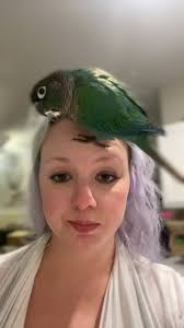 Found parrot in Fairhaven needs home