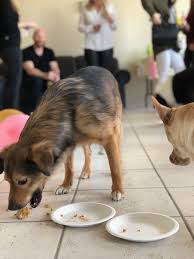A Yummy Carrot Pumpkin And Peanut Butter Birthday Cake Recipe For Your Canine Friend This Dog Friendly Birthday Dog Cake Recipes Vegan Dog Dog Birthday Cake