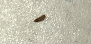 Petite Chenille Dans Un Placard De La Cuisine