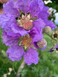 Image result for Lythraceae