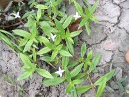 Image result for Diodia flavescens