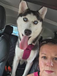 Lost husky near country club and mckellips?