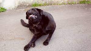 Pethonesty hot spot spray for dogs. How To Treat Hot Spots On Dogs