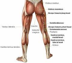 Jul 05, 2016 · keep your trunk and torso strong with good pelvic alignment. Hamstring Exercises Step By Step For Android Apk Download