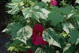 Image result for Hibiscus mutatus