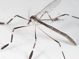 Eastern Phantom Crane Fly (Bittacomorpha clavipes) · iNaturalist