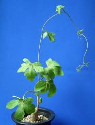 Image result for Trochomeria debilis