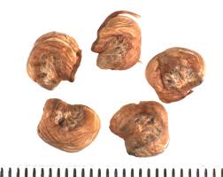 Image result for Lannea antiscorbutica