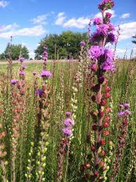 Meadow blazing star attracts swarms of monarch butterflies during their august and september migration. Photo Of The Bloom Of Meadow Blazing Star Liatris Ligulistylis Posted By Anderwood Garden Org