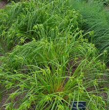 Image result for Carex leptosaccus