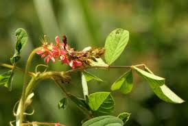 Image result for Indigofera hirsuta