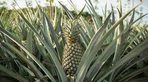 The green thumb gardening channel. Pineapple Plant Complete Care And Growing Guide With Pictures