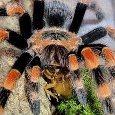 Image result for Scleria hispidula