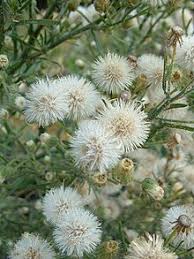 Image result for Conyza limosa