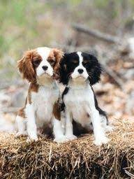 Awwwww Cavalier King Charles Spaniel Blenheim Cavalier King Charles Spaniel Tricolor King Charles Cavalier Spaniel Puppy