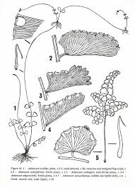 Image result for Adiantum soboliferum