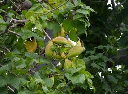 Image result for Sterculia africana