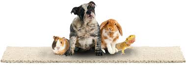 Each website has its own basis for making reviews. Looking For Pet Friendly Carpet Mohawk Has Pet Proof Carpet Mohawk Flooring