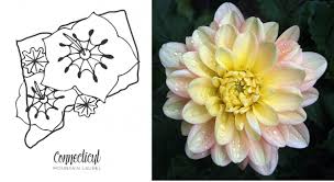 Fotografije lee's flower and card shop inc, washington, zvezno okrožje kolumbija, združene države amerike. Episode 390 Connecticut Grown Flowers With Evelyn Lee Of Butternut Gardens Debra Prinzing