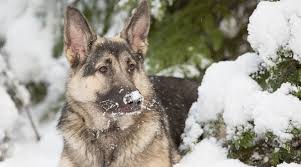 Maybe you would like to learn more about one of these? Shiloh Shepherd Dog Breed Information Facts Puppy Costs More