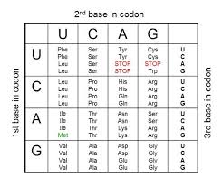 Ribosomes