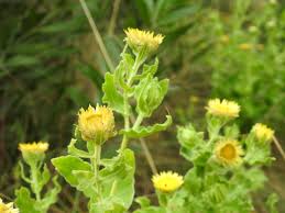 Image result for Helichrysum setosum