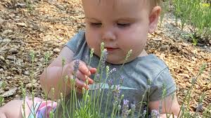 Michigan Lavender Farm News