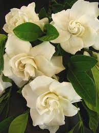 Gardenia Beautiful Flowers Amazing Flowers Flowers