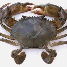 Hehehe sebenarnya boleh je tak menjadi masalah pun kalau masih ragu² lagi. Ketam Nipah Hidup Live Mud Crab Barangan Sejuk Beku Frozen Food Meat Seafood Supplier Wholesaler For Frozen Food Offering Variety High Demanding Products Such As Poultry Products Meat Seafood And