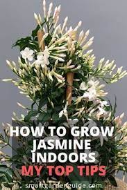 How To Grow Jasmine Indoors Read My Complete Guide To Jasmine Plant Care At Smartgardenguide Com Jasmine Plant Jasmine Plant Indoor Plants