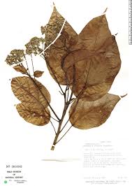 Image result for Hernandiaceae