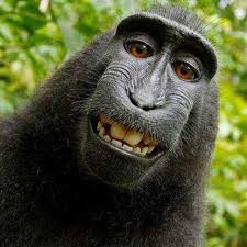 Monyet pake jas hujan kuning : Monyet Pake Jas Hujan Muka Monyet Polosan Potong Rambut Muka Monyet Polosan Monyet Pake Jas Hujan Angin Juga Semakin Kencang Dan Hujan Makin Deras Sehingga Rumah Itu Seperti Bergoyang Jika