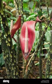 Image result for Anchomanes