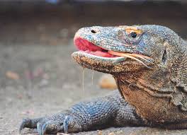 Komodo (alex red, yash, tom sanders) komodo was formed thanks to cooperation of three djs and stream tracks and playlists from komodo official on your desktop or mobile device. Masa Depan Komodo Setelah Jurassic Park