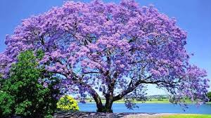 Planting Jacaranda Tree Seeds In Seedling Trays Youtube