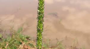 Image result for Sacciolepis africana