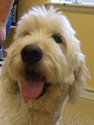 3 are black with white markings, the rest are. Kalamazoo Mi Goldendoodle Meet Buddy C A Pet For Adoption