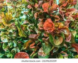 Image result for Acalypha volkensii