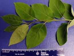 Image result for Diospyros mweroensis