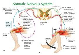 The other nerves in the sns are motor nerves carrying effe. Somatic Nervous System Definition Function Example