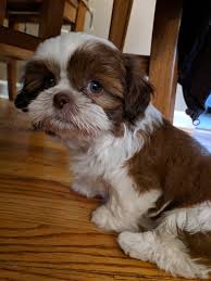 A simple point and click interface for the puzzles. My Uncle Got A New Shih Tzu Puppy Meet Oliver 8 Weeks Old Aww