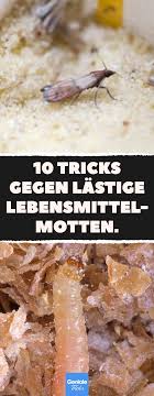 10 Tricks Gegen Lastige Lebensmittelmotten Lebensmittelmotten Motten Kleidermotten Schlupfwe Lebensmittelmotten Lebensmittel Lebensmittel Motten Bekampfen