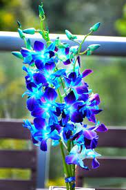 Ccc1967 Wedding Flowers Blue Orchids Blue Orchid Wedding Blue Wedding Flowers