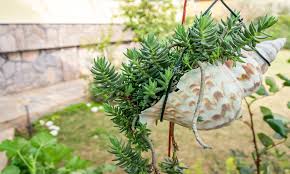 Check spelling or type a new query. Como Decorar Con Plantas Colgantes 7 Ideas Que Te Encantaran