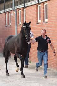 Maybe you would like to learn more about one of these? Floriscount Sandro Hit Dressurstall Sandbrink Gmbh