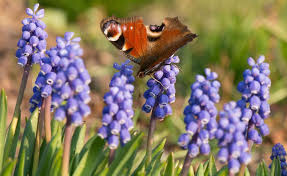 Der Perfekte Schmetterlingsgarten Schmetterlingsgarten Garten Schmetterlingspflanzen